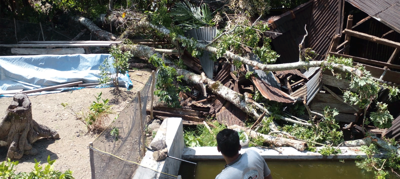 Pohon tumbang timpa rumah di Kecamatan Tanjung Raya.