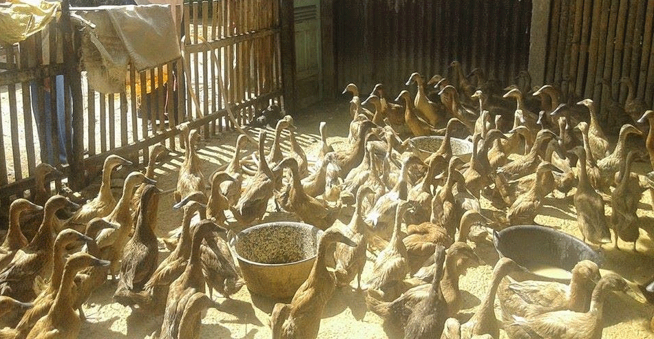 Peternakan itik di Kamang, Kabupaten Agam, Sumatera Barat.