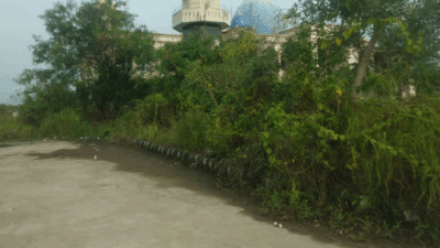 Halaman masjid yang dipenuhi semak.