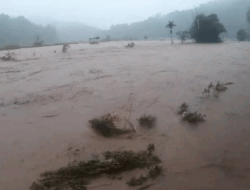 Sungai Meluap, Puluhan Hektare Sawah Disapu Banjir di Sawahlunto 12 Sungai Meluap, Puluhan Hektare Sawah Disapu Banjir di Sawahlunto