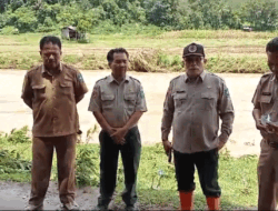 Beras Lagi Mahal-mahalnya, Puluhan Hektare Sawah Malah Disapu Banjir di Sawahlunto 11 Beras Lagi Mahal-mahalnya, Puluhan Hektare Sawah Malah Disapu Banjir di Sawahlunto