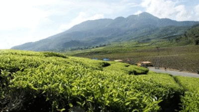 Kebun teh di Kabupaten Solok