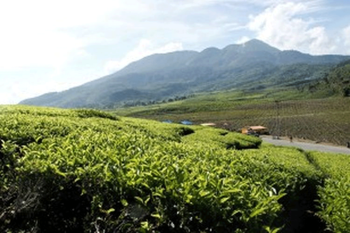 Kebun teh di Kabupaten Solok
