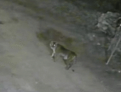 Terekam CCTV, Harimau Muncul di Batang Barus, Kabupaten Solok 3 Terekam CCTV, Harimau Muncul di Batang Barus, Kabupaten Solok