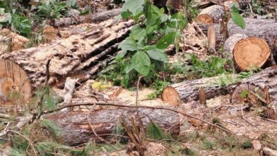Pohon pinus yang ditebangi