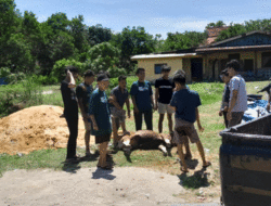 Sapi ke-13 Kabur Saat akan Disembelih, Kabur Hingga Enam Kilometer, Terkepung di Bengkel 11 Sapi ke-13 Kabur Saat akan Disembelih, Kabur Hingga Enam Kilometer, Terkepung di Bengkel
