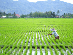 Sawah Baru Akan Dicetak, Sawah Lama Dibiarkan Beralih Fungsi, Bagaimana Ceritanya Menuju Ketahanan Pangan? 8 Sawah Baru Akan Dicetak, Sawah Lama Dibiarkan Beralih Fungsi, Bagaimana Ceritanya Menuju Ketahanan Pangan?
