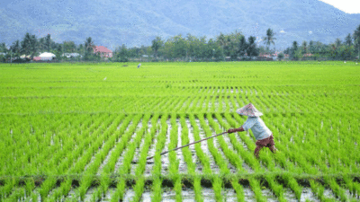Pemerintah ingin tambah luas sawah guna mewujudkan ketahanan pangan.