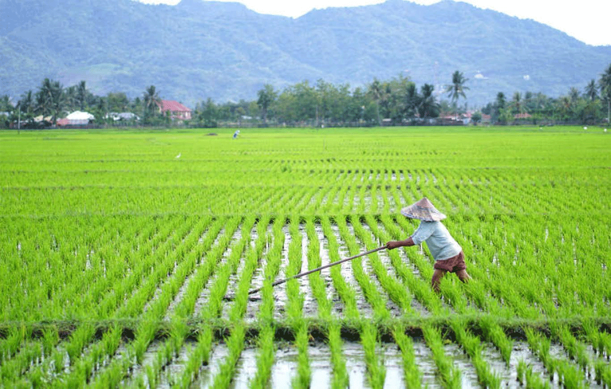 Pemerintah ingin tambah luas sawah guna mewujudkan ketahanan pangan.