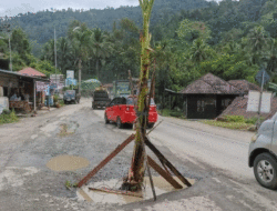 Protes Jalan Rusak, Warga Sawahlunto Tanam Pohon Pisang di Jalan Nasional 6 Protes Jalan Rusak, Warga Sawahlunto Tanam Pohon Pisang di Jalan Nasional