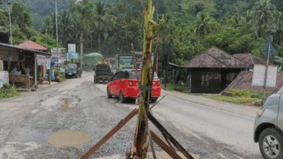 Warga Sawahlunto Tanam Pohon Pisang di Jalan Nasional