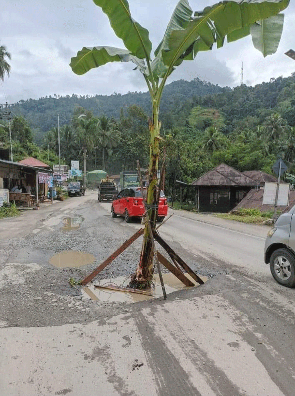 Warga Sawahlunto Tanam Pohon Pisang di Jalan Nasional