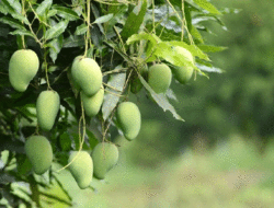 Mangga di Rumah Tetangga Berbuah Lebat, di Rumah Sendiri Jangankan Berbuah, Berbunga Saja Tidak, Apa yang Akan Kamu Lakukan? 2 Mangga di Rumah Tetangga Berbuah Lebat, di Rumah Sendiri Jangankan Berbuah, Berbunga Saja Tidak, Apa yang Akan Kamu Lakukan?