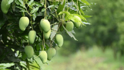 Mangga di Rumah Tetangga Berbuah Lebat, di Rumah Sendiri Jangankan Berbuah, Berbunga Saja Tidak, Apa yang Akan Kamu Lakukan?
