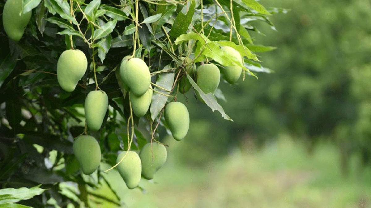 Pohon mangga