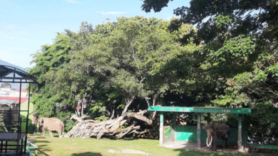Koleksi Satwa di Taman Margasatwa dan Budaya Kinantan Akan Ditambah, Tunggu Tanggal Mainnya