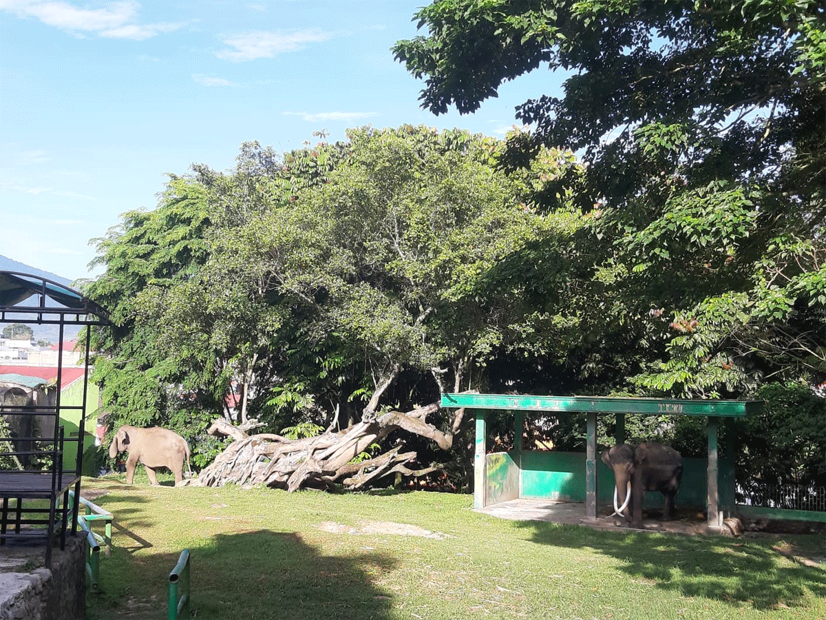 Kebun binatang di Bukittinggi.