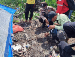 Tertidur Usai Lelah Bekerja, Pekerja Perkebunan Akasia di Riau Diterkam Harimau