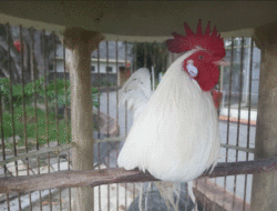 Ayam Kinantan Makin Bertambah, Kebun Binatang Bukittinggi Akan Hadirkan Ayam Kukuak Balenggek 3 Ayam Kinantan Makin Bertambah, Kebun Binatang Bukittinggi Akan Hadirkan Ayam Kukuak Balenggek