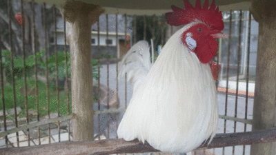 Ayam kinantan koleksi Taman Margasatwa dan Budaya Kinantan (TMSBK) Bukittinggi