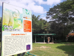 Zidan dan Lia, Sejoli Gajah yang Jadi Magnet bagi Wisatawan di Kebun Binatang Bukittinggi 8 Zidan dan Lia, Sejoli Gajah yang Jadi Magnet bagi Wisatawan di Kebun Binatang Bukittinggi