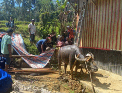 Evakuasi Kerbau yang Masuk Sumur di Nagari Paninjauan Berlangsung Dramatis