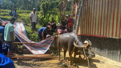 Personel Pemadam Kebakaran Pemkab Solok Evakuasi Kerbau yang Masuk Sumur di Nagari Paninjauan