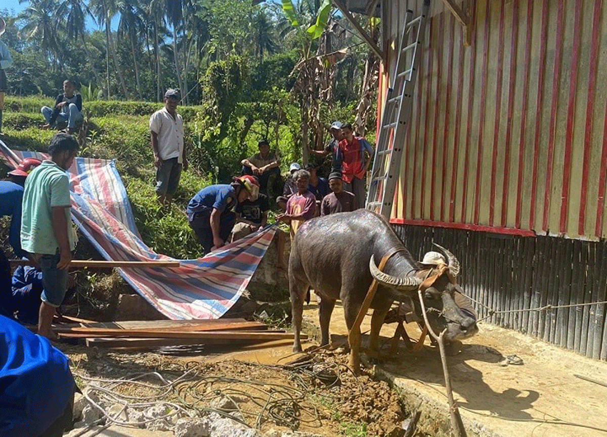 Personel Pemadam Kebakaran Pemkab Solok Evakuasi Kerbau yang Masuk Sumur di Nagari Paninjauan