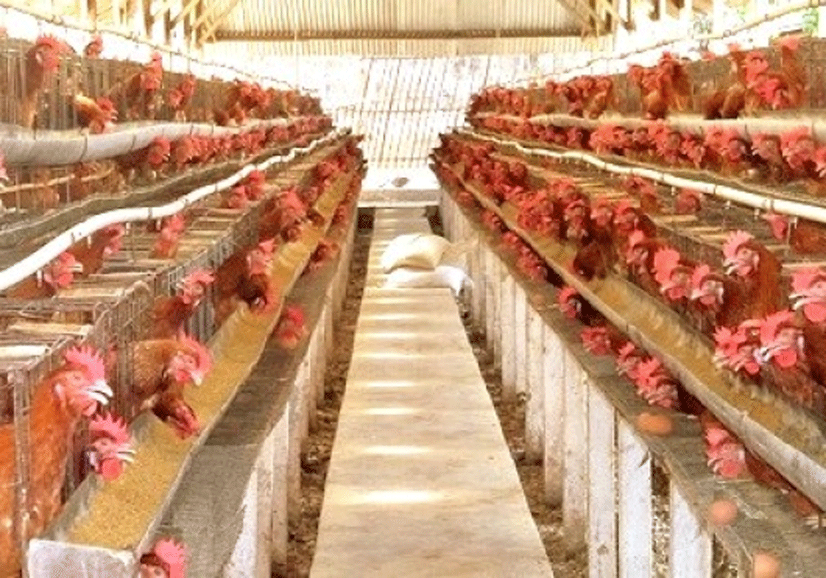 Usaha peternakan ayam.
