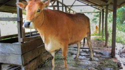 Peternakan sapi