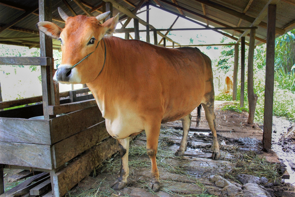 Peternakan sapi