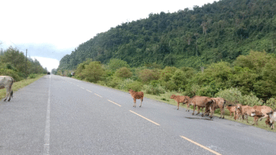 Sapi berkeliaran di jalan raya