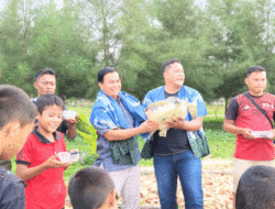 22 Anak Penyu Dilepasliarkan di Pantai Tagaule Onolimbu, Begini Pesan Alinuru Laoli
