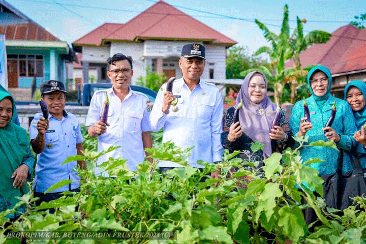 Penjabat Bupati Buteng H Kostantinus Bukide bersama isteri dan Kadis Pangan Malik, Kadis Sosial Nurlia Husuni dan Camat Mawasangka Tengah panen sayur terong