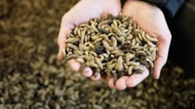 Maggot, si Pemakan Sampah yang Berubah Menjadi Emas
