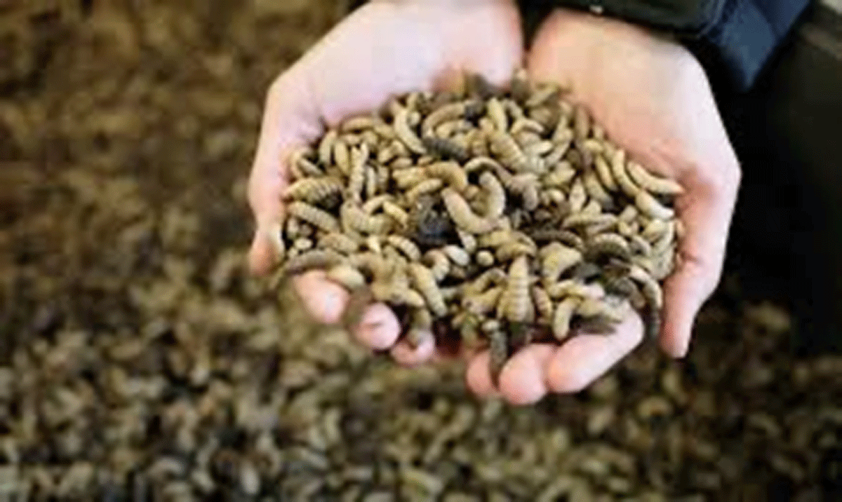 Maggot, si Pemakan Sampah yang Berubah Menjadi Emas