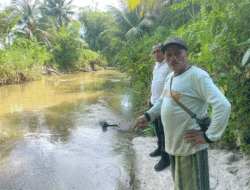 Ratusan Ribu Bibit Ikan Garing Ditebar di Padang Pariaman,  Warga Dilarang Menangkap Sebelum Masa Panen Tiba
