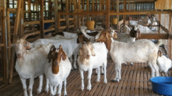 Peternakan kambing