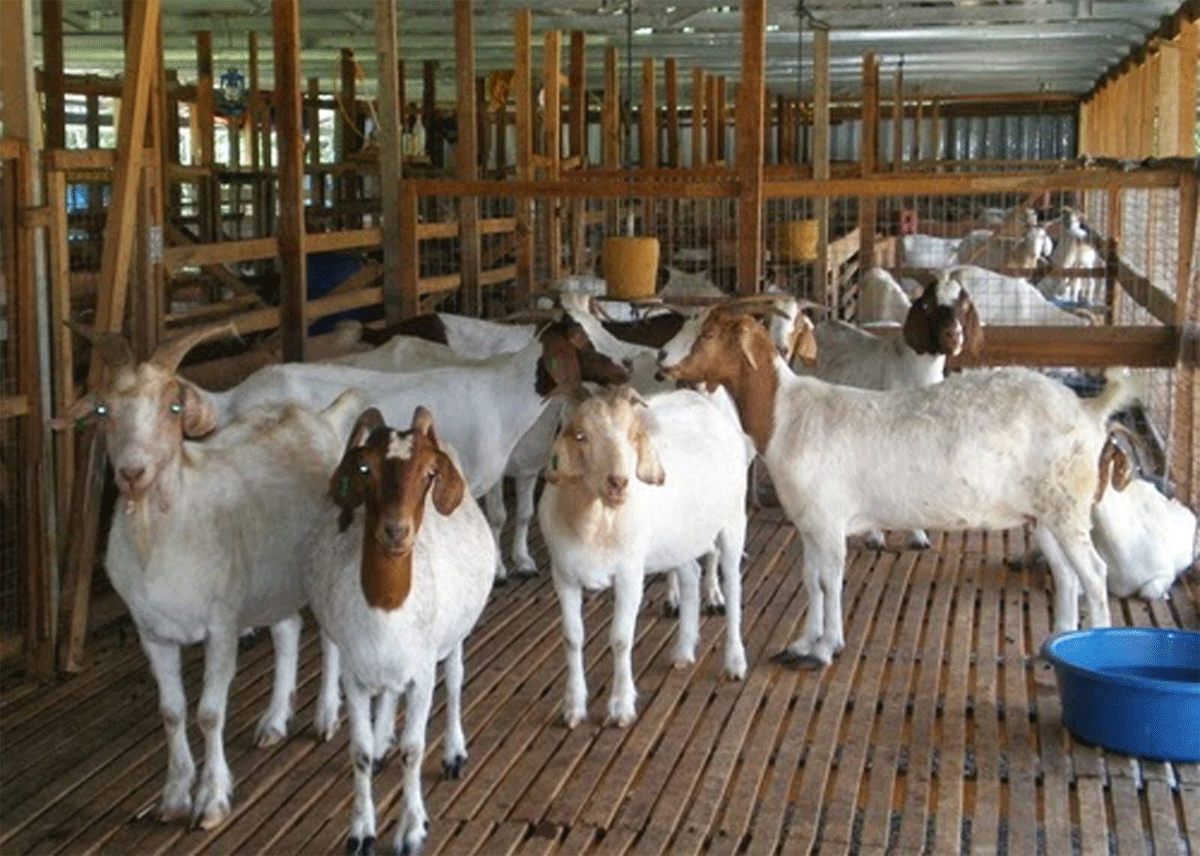 Peternakan kambing