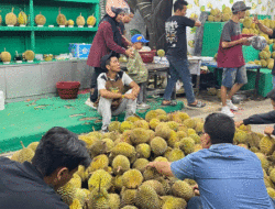 Pekanbaru Kebanjiran Durian dari Sumatera Barat, Penjualnya Ramah-ramah, Gak Jadi Beli Gak Bakalan Marah 2 Pekanbaru Kebanjiran Durian dari Sumatera Barat, Penjualnya Ramah-ramah, Gak Jadi Beli Gak Bakalan Marah