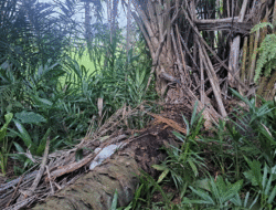 Dua Hari Tak Pulang Rumah, Pelajar SMP Ditemukan Meninggal di Dalam Karung 2 Dua Hari Tak Pulang Rumah, Pelajar SMP Ditemukan Meninggal di Dalam Karung