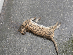 Macan Akar Jadi Korban Tabrak Lari di KM 78 Tol Dumai-Pekanbaru 3 Macan Akar Jadi Korban Tabrak Lari di KM 78 Tol Dumai-Pekanbaru