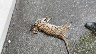 Macan akar yang jadi korban tabrak lari di Tol Pekanbaru-Dumai. (riau.go.id)