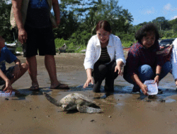 Komunitas Sahabat Venny Lepaskan Tukik di Pesisir Pantai Luaha Laraga Kota Gunungsitoli 7 Komunitas Sahabat Venny Lepaskan Tukik di Pesisir Pantai Luaha Laraga Kota Gunungsitoli
