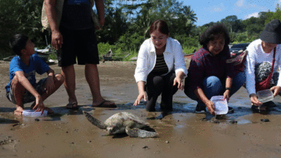Komunitas Sahabat Venny yang dipimpin Koordinator Sahabat Venny, Veny Sowa’a Laoli melepasliarkan belasan tukik di pesisir Pantai Luaha Laraga, Kota Gunungsitoli.