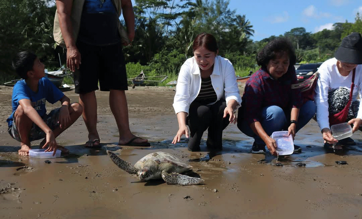 Komunitas Sahabat Venny yang dipimpin Koordinator Sahabat Venny, Veny Sowa’a Laoli melepasliarkan belasan tukik di pesisir Pantai Luaha Laraga, Kota Gunungsitoli.
