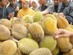 Durian Lokal Belum Musim, Durian Sumbar Banjiri Teluk Kuantan 9 Durian Lokal Belum Musim, Durian Sumbar Banjiri Teluk Kuantan