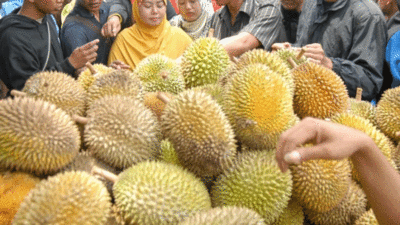 Warga Teluk Kuantan berburu durian