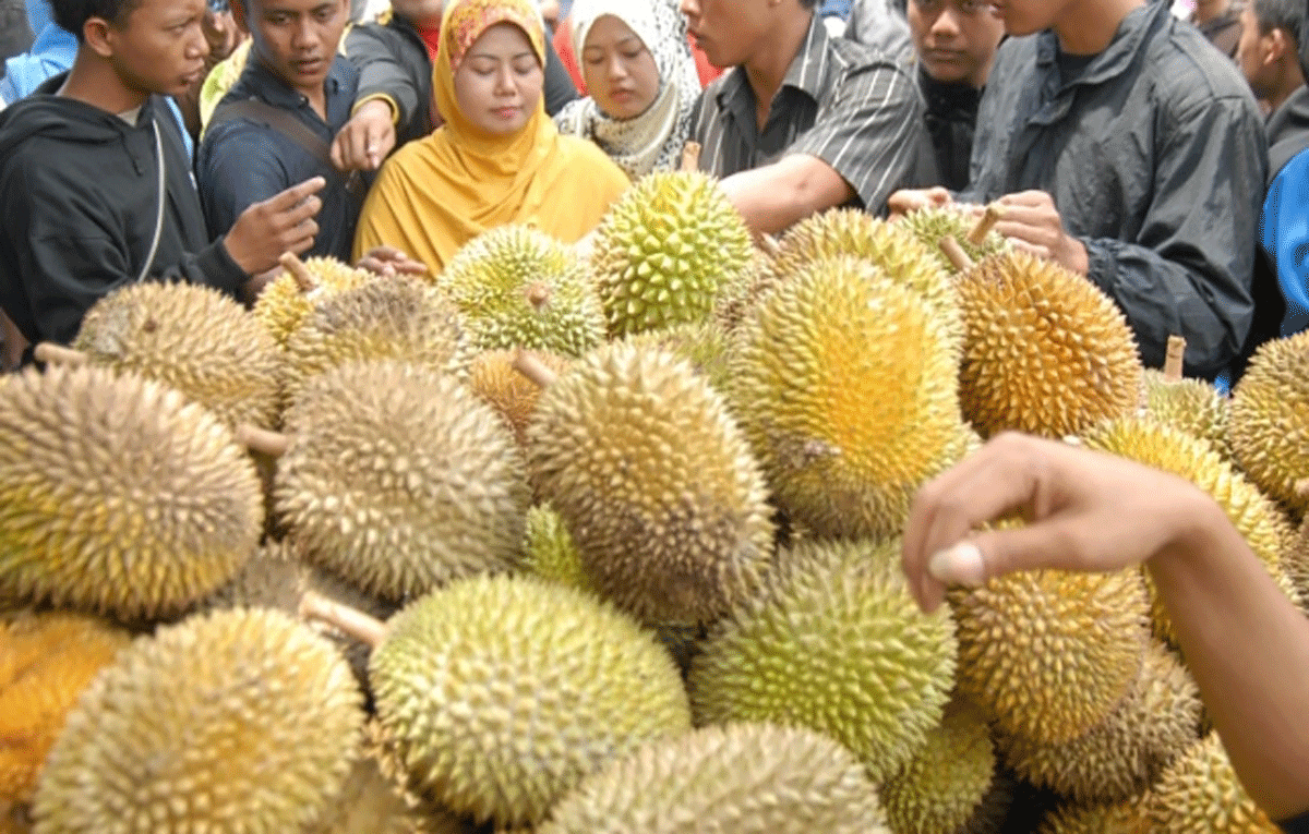 Warga Teluk Kuantan berburu durian