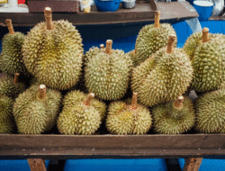Gratis Makan Durian, Dapat Pula Hadiah, Rugi Kalau Gak ke Solok Selatan 5 Gratis Makan Durian, Dapat Pula Hadiah, Rugi Kalau Gak ke Solok Selatan